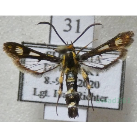 Chamaesphecia tenthrediniformis (Denis & Schiffermüller, 1775) Slovakia31n